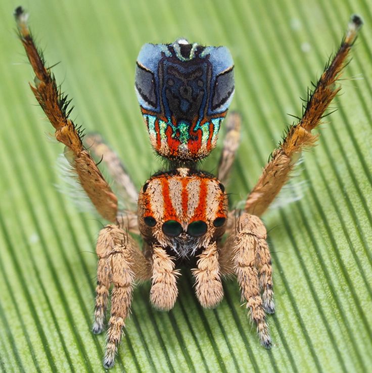 Image: M. azureus