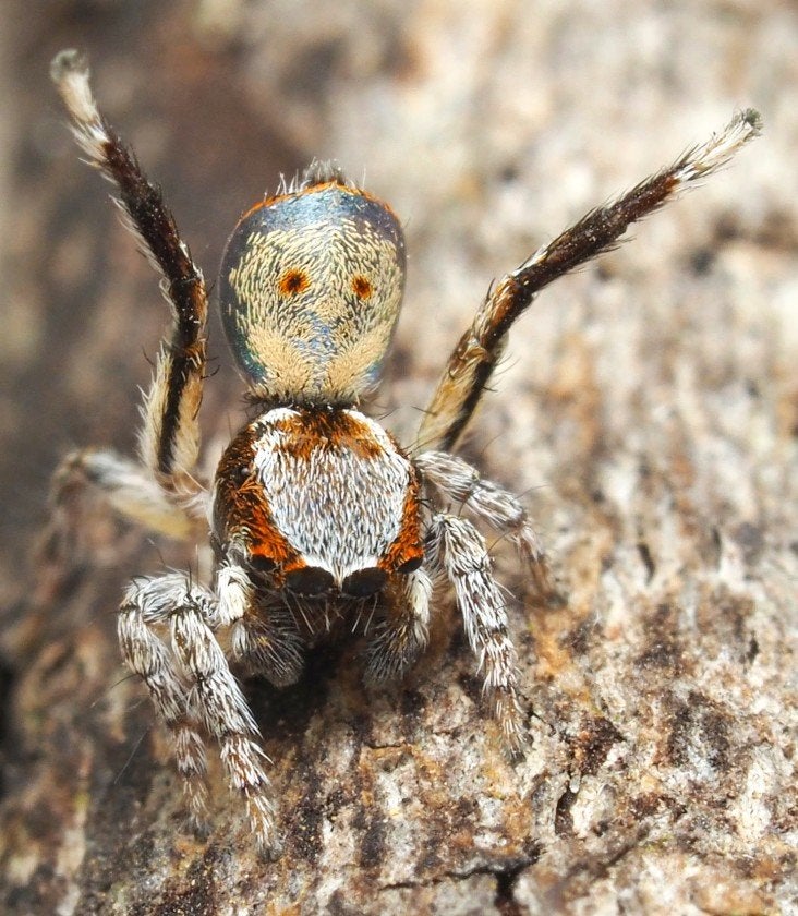 Image: M. inaquosus