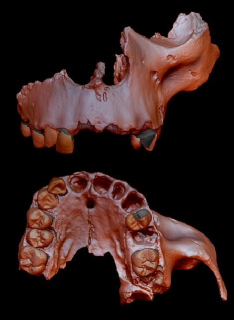 Image: Reconstrucción digital de un cráneo parcial Homo antecesor.