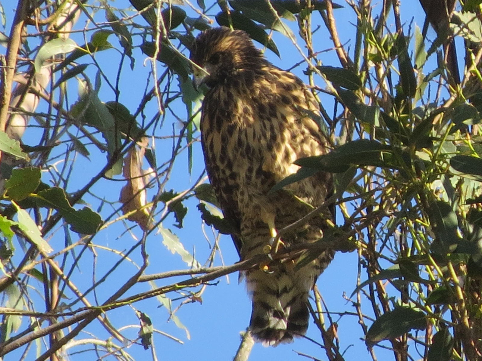 Photo: El polluelo híbrido muestra una mezcla de coloración juvenil de ambas especies.