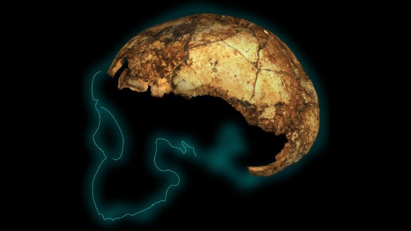 El fragmento de cráneo del espécimen de Homo erectus junto a su reconstrucción parcial.
Imagen: Andy Herries, Jesse Martin, and Renaud Joannes-Boyau