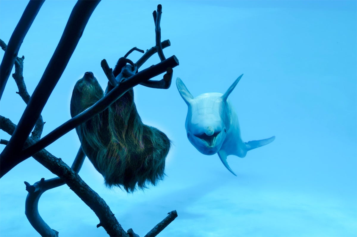 Photo: Texas State Aquarium