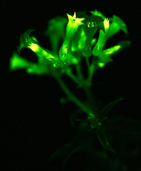 Las flores de la planta también brillan.Imagen: Planta