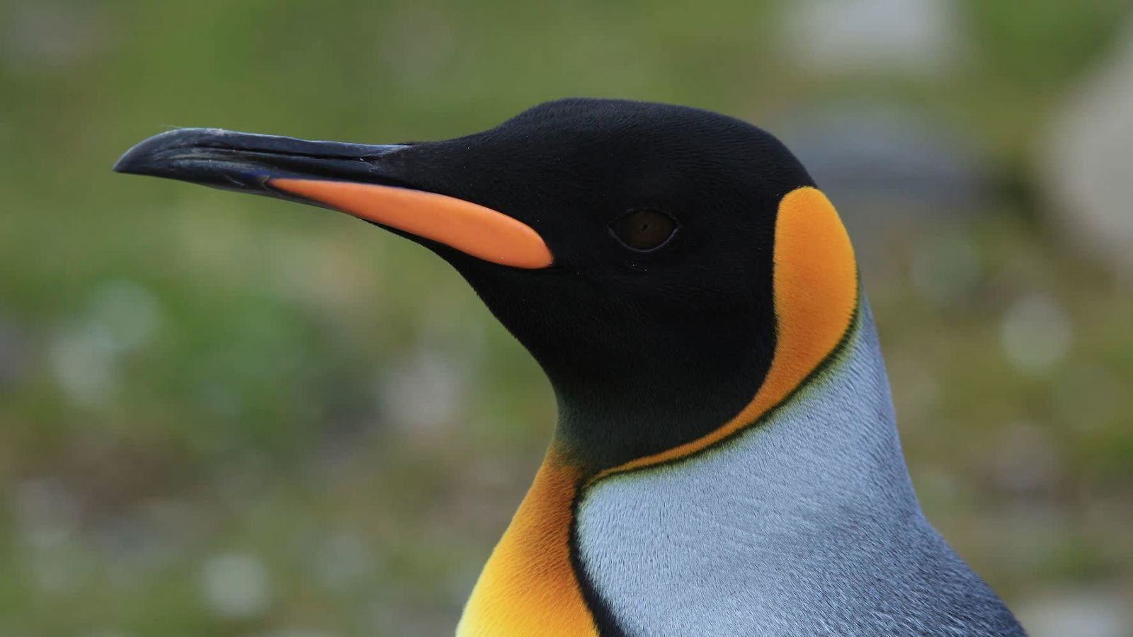 Un ejemplar de pingüino rey.
Foto: Liam Quinn (Wikimedia Commons)