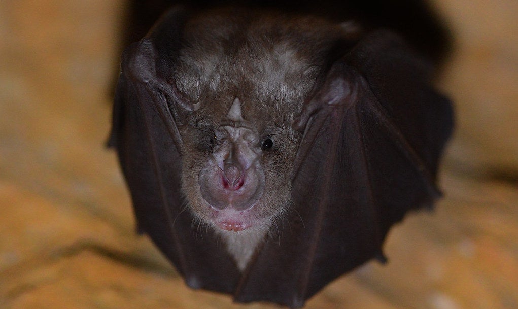 Image: Alexandre Roux