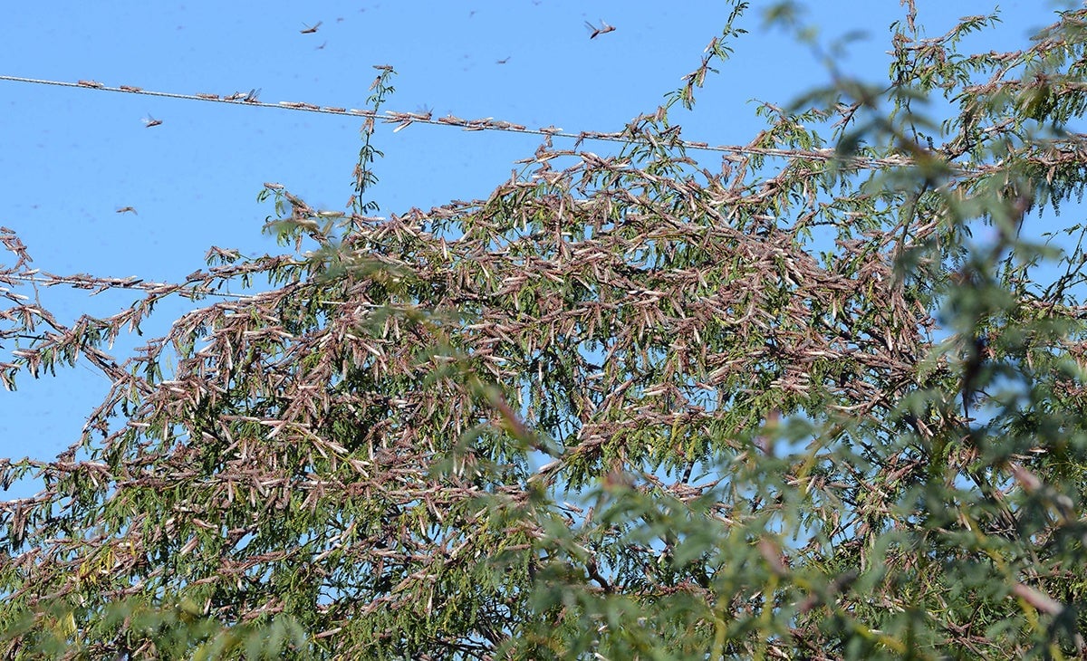 Un enjambre de langostas sobre un árbol cerca de Miyal, en India.