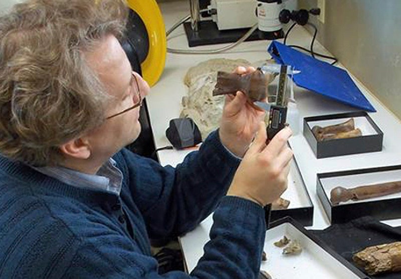 El paleontólogo Thomas Holtz midiendo un hueso de dinosaurio