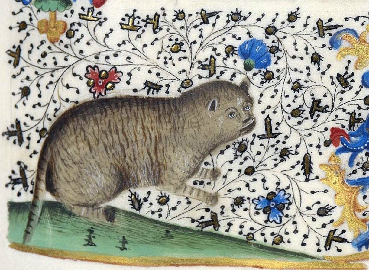 Gato ilustrado por Jean Mansel en 1454.