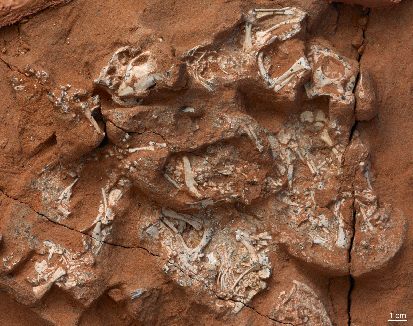 Image: Restos esqueléticos fosilizados de seis embriones Protoceratops casi completos.