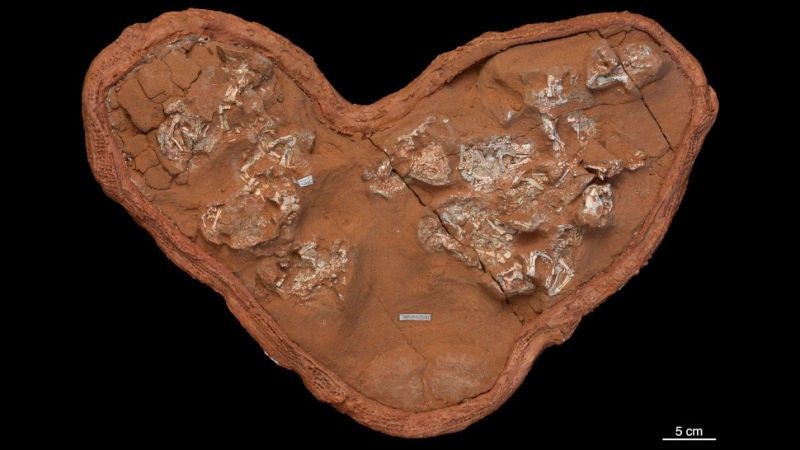 Image: Un grupo de huevos y embriones de Protoceratops fosilizados.