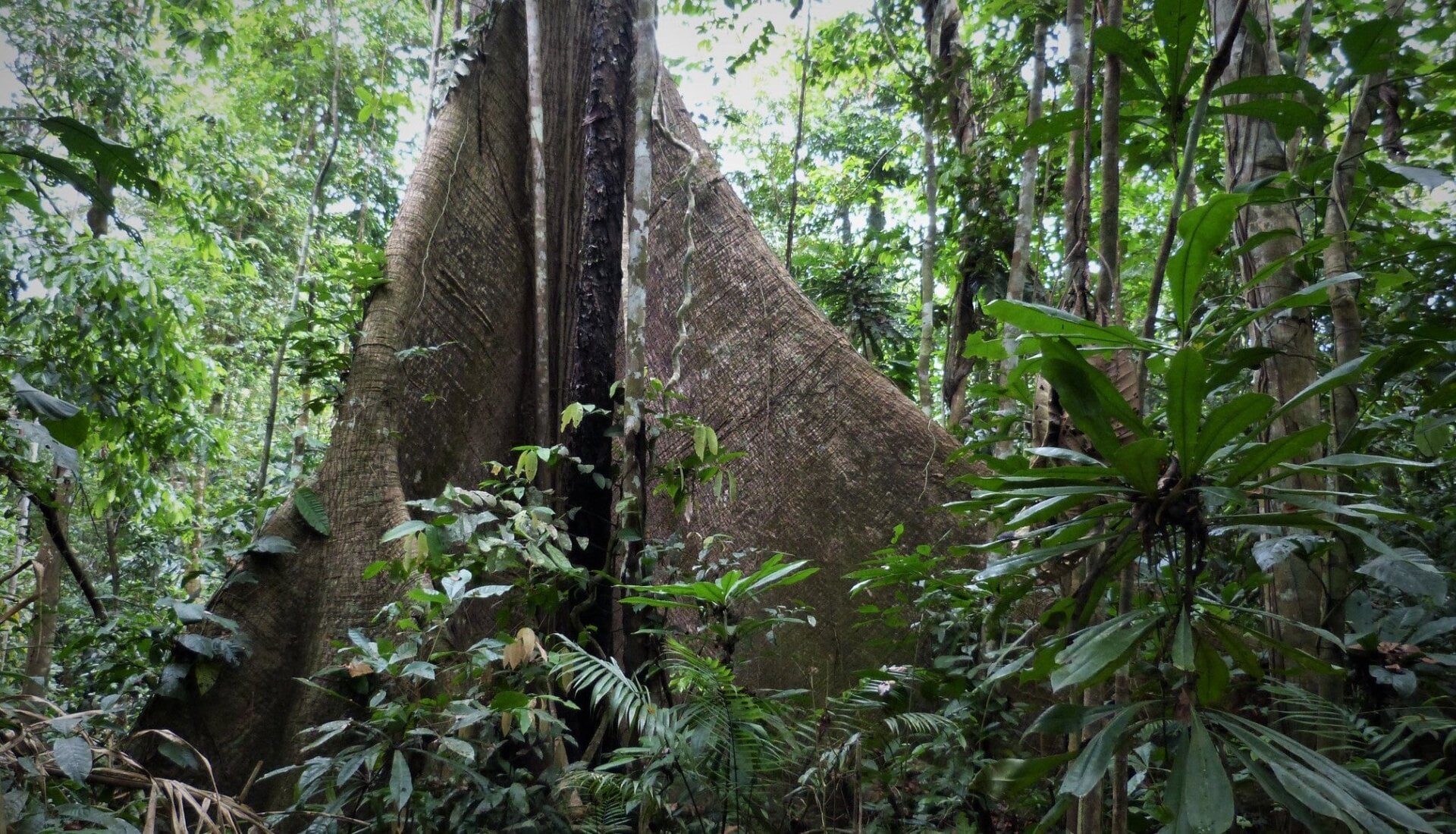 El tapón del Darién 