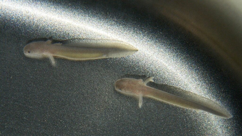 Photo: Cueva de Postojnska