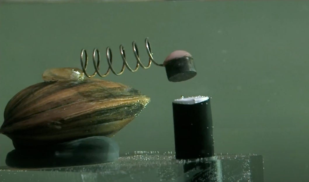 Image: Fat Kathy / Dirección: Julia Pelka