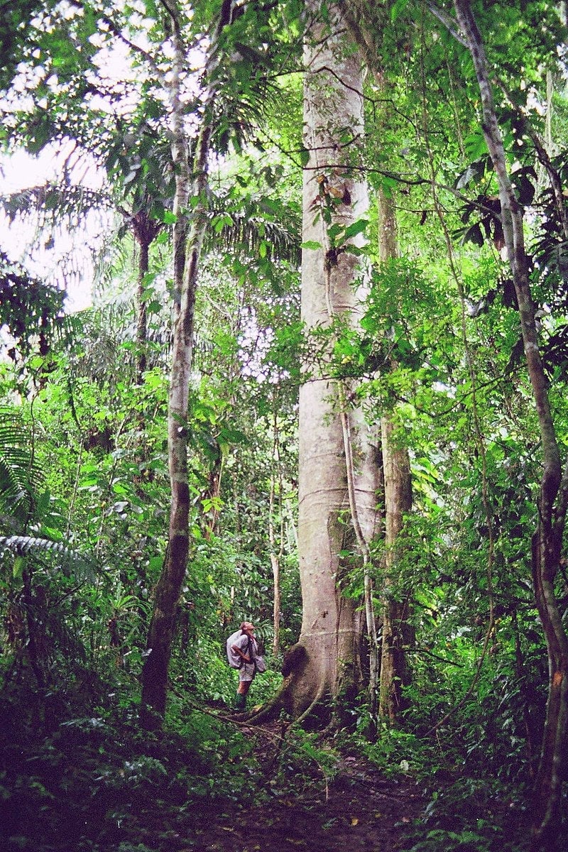 La selva en Darién