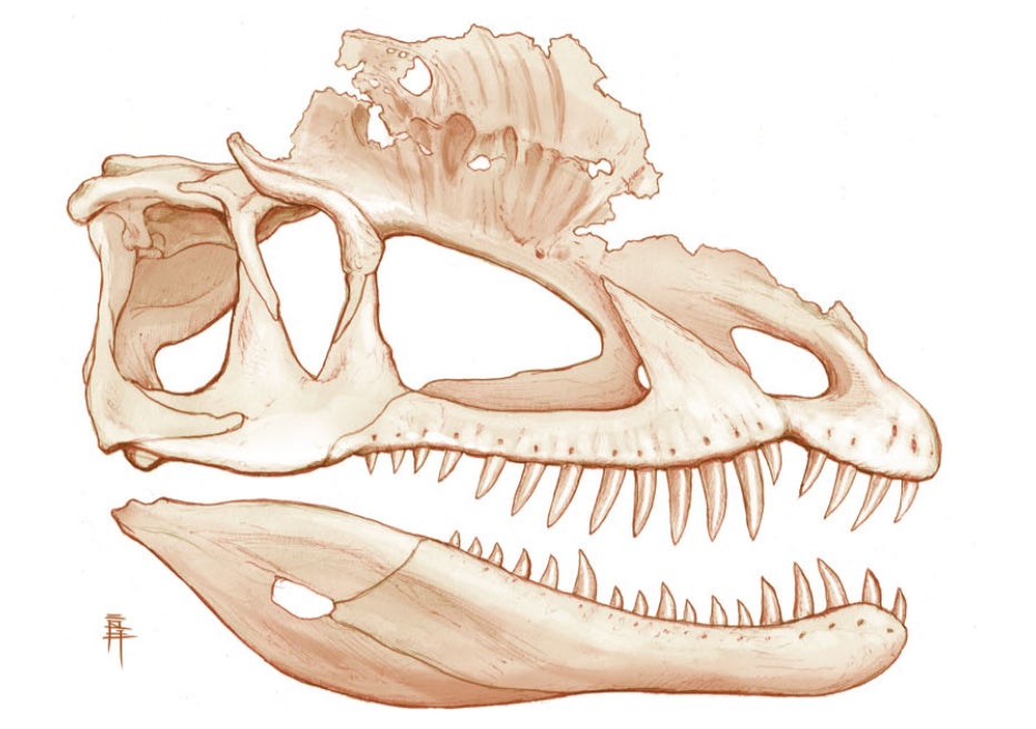 Reconstrucción actual del cráneo del Dilophosaurus.