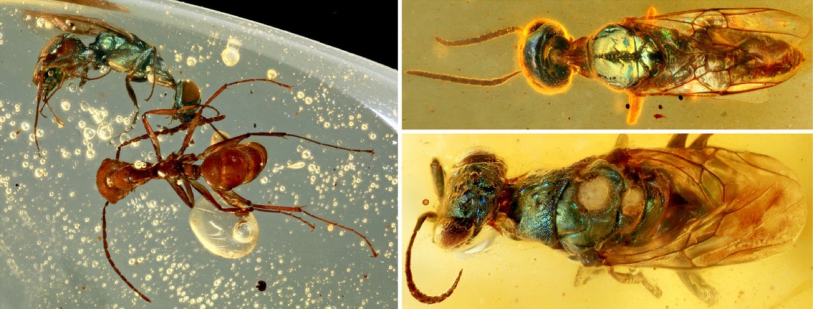 Insectos cretáceos encontrados atrapados en el ámbar de Myanmar.