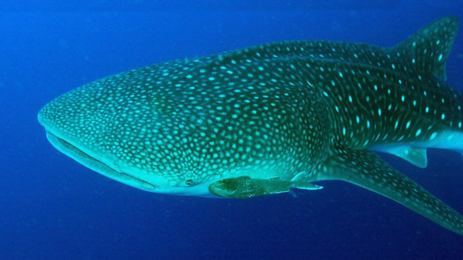 Un tiburón ballena.