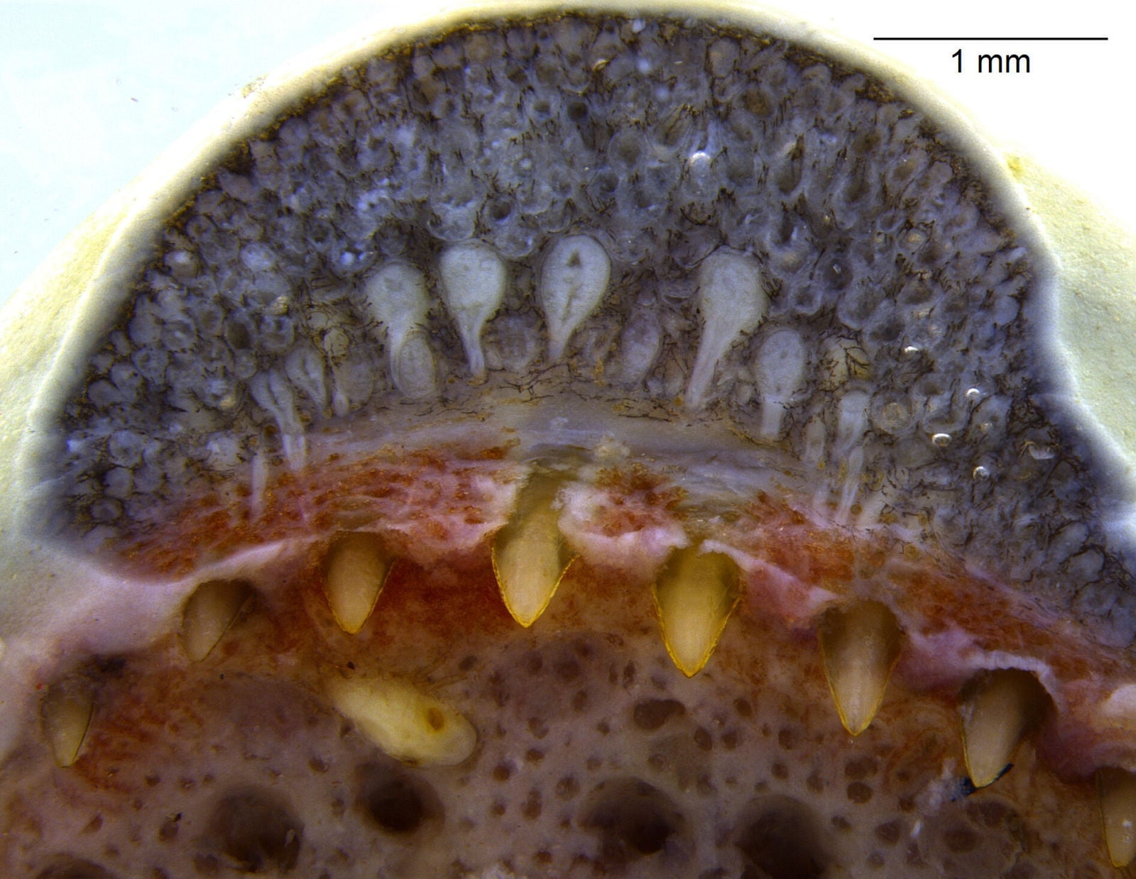 La boca de una cecilia anillada, Siphonops annulatus, que revela sus glándulas dentales en forma de serpiente.