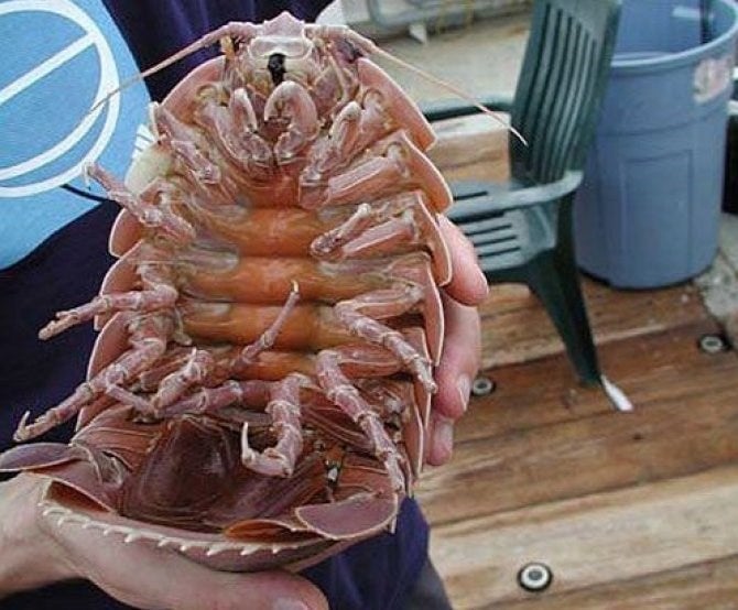 Image: Practical Fishkeeping