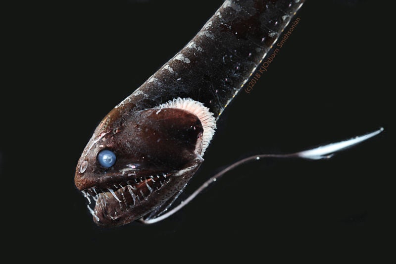 Un especimen de Idiacanthus antrostomus, el segundo pez más negro estudiado.