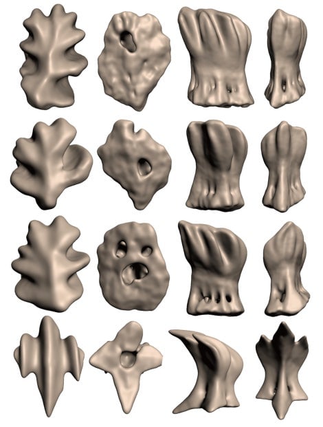 Cuatro tipos diferentes de dentículos (de arriba a abajo) vistos desde sus cuatro ángulos.