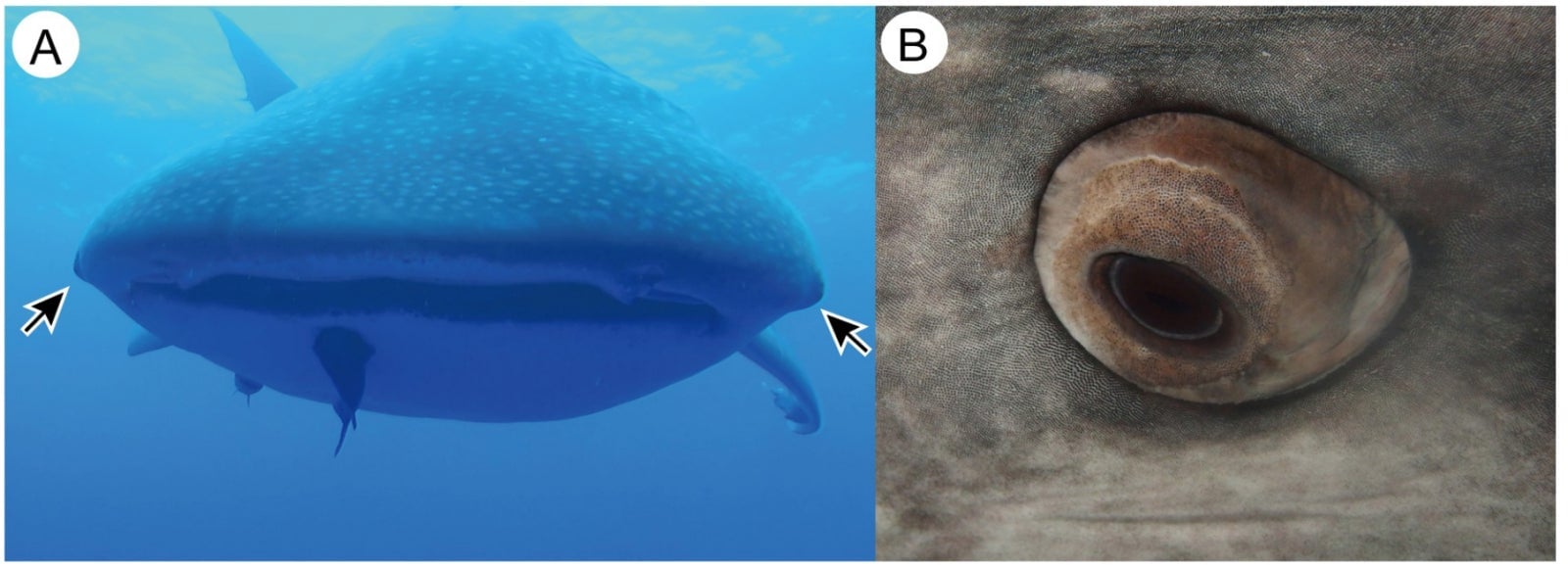 Los ojos del tiburón ballena