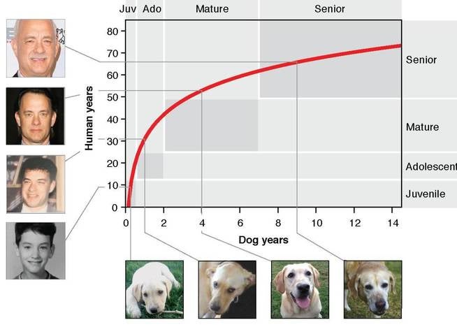 Comparativa entre el envejecimiento de un humano y el de un perro (y ya que estamos, por qué no hacerlo con Tom Hanks)