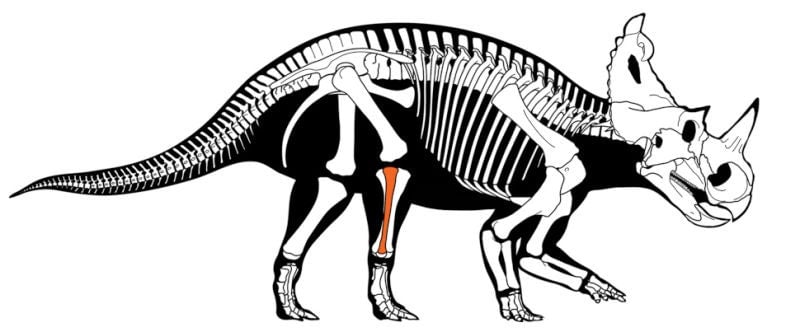 Esqueleto de Centrosaurus apertus, con el fémur indicado.