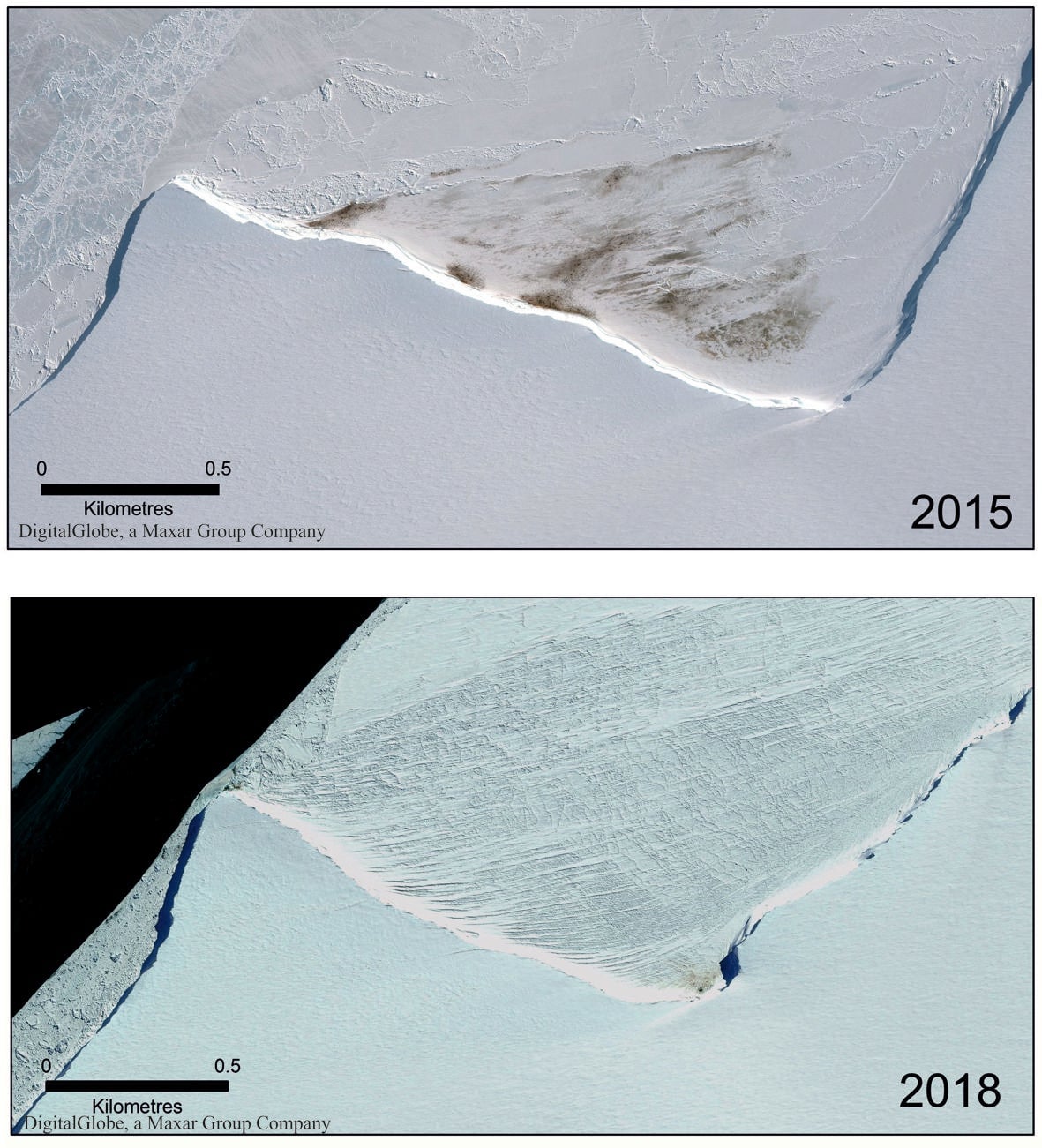La colonia de pingüinos emperador de Halley Bay disminuyó drásticamente de 2015 a 2018. Acabó desapareciendo en 2019