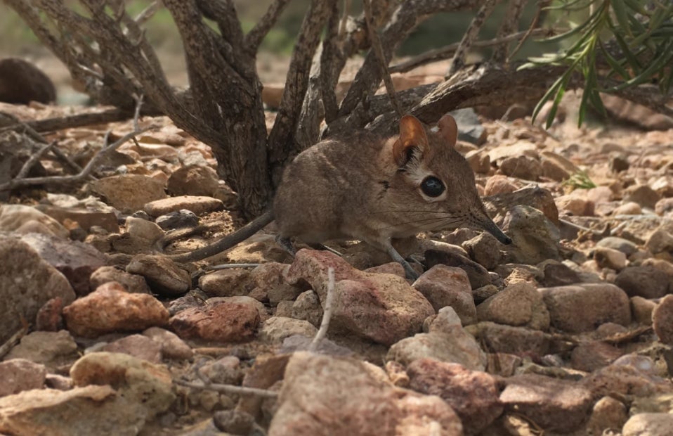 Image: Steven Heritage, Duke University Lemur Center