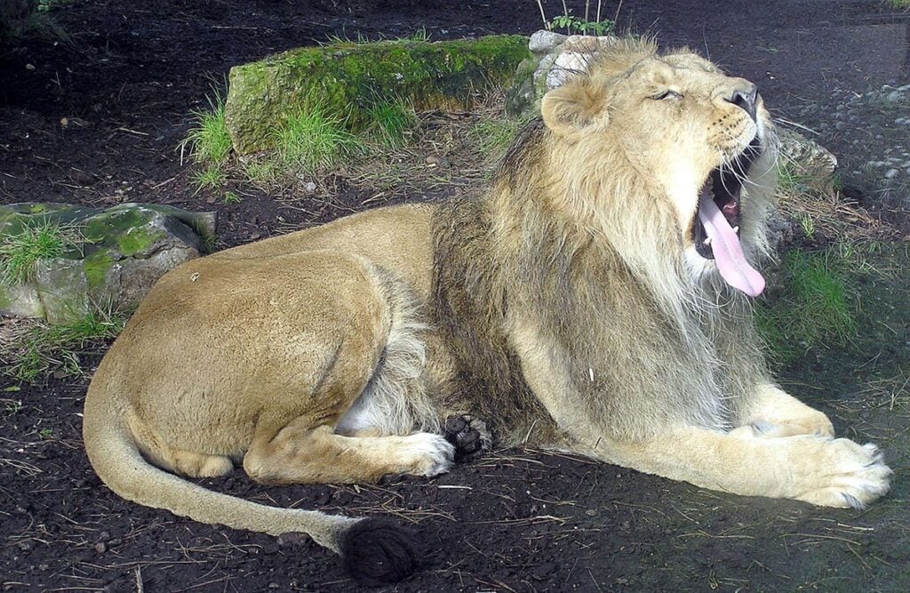 Photo: Adrian Pingstone / Dominio Público