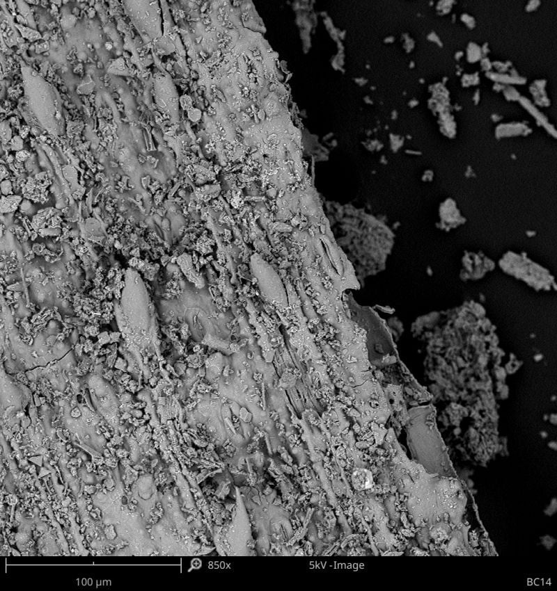 Imagen de microscopio electrónico de barrido de una muestra de una cueva, que muestra espinas y estomas.