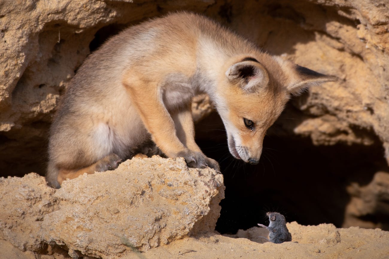 Photo: Ayala Fishaimer / Comedy Wildlife Photo Awards 2020