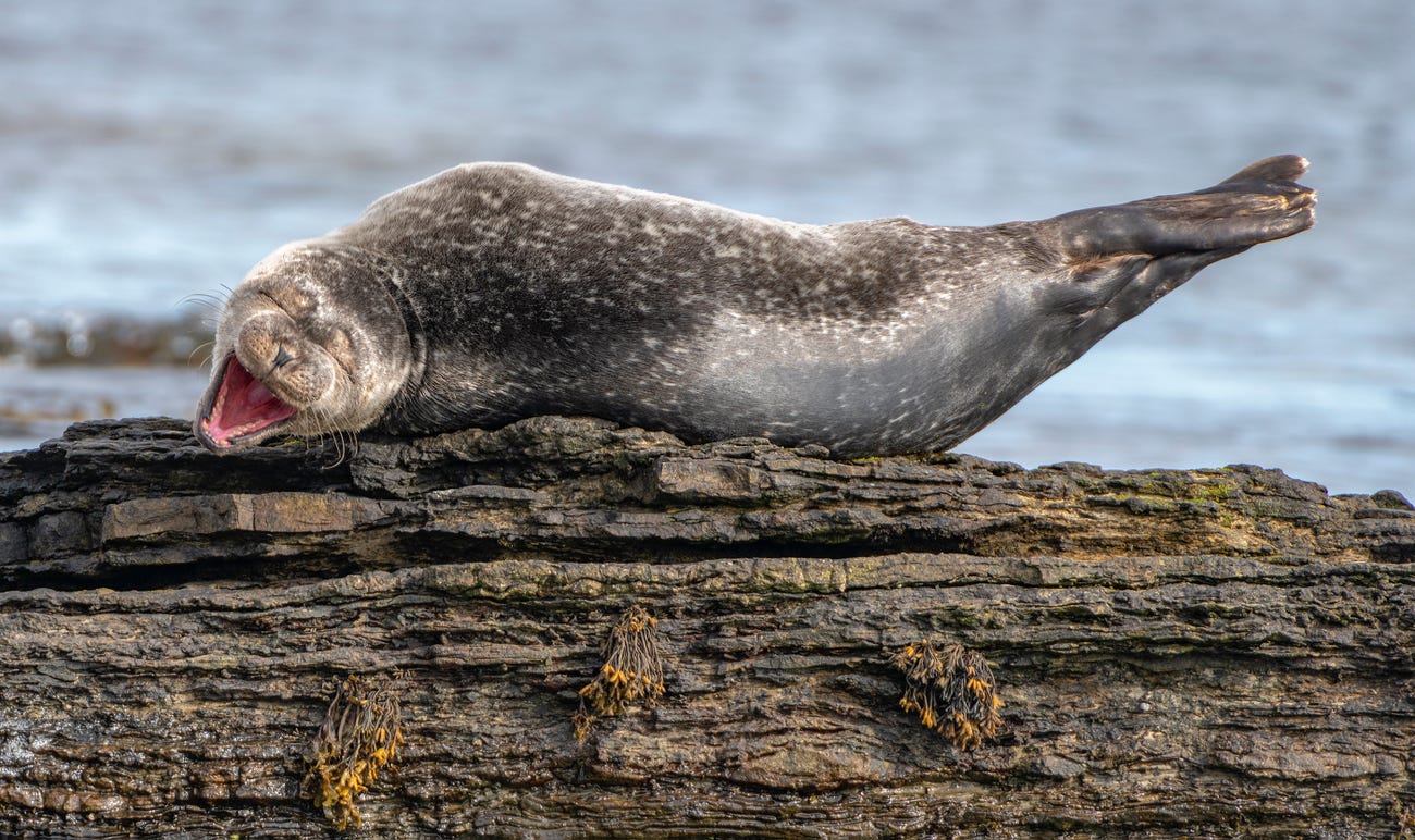Photo: Ken Crossan / Comedy Wildlife Photo Awards 2020