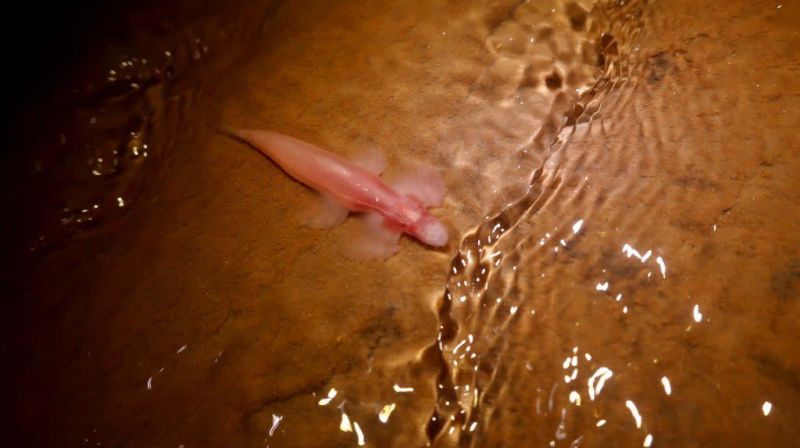 Cryptotora thamicola en estado salvaje