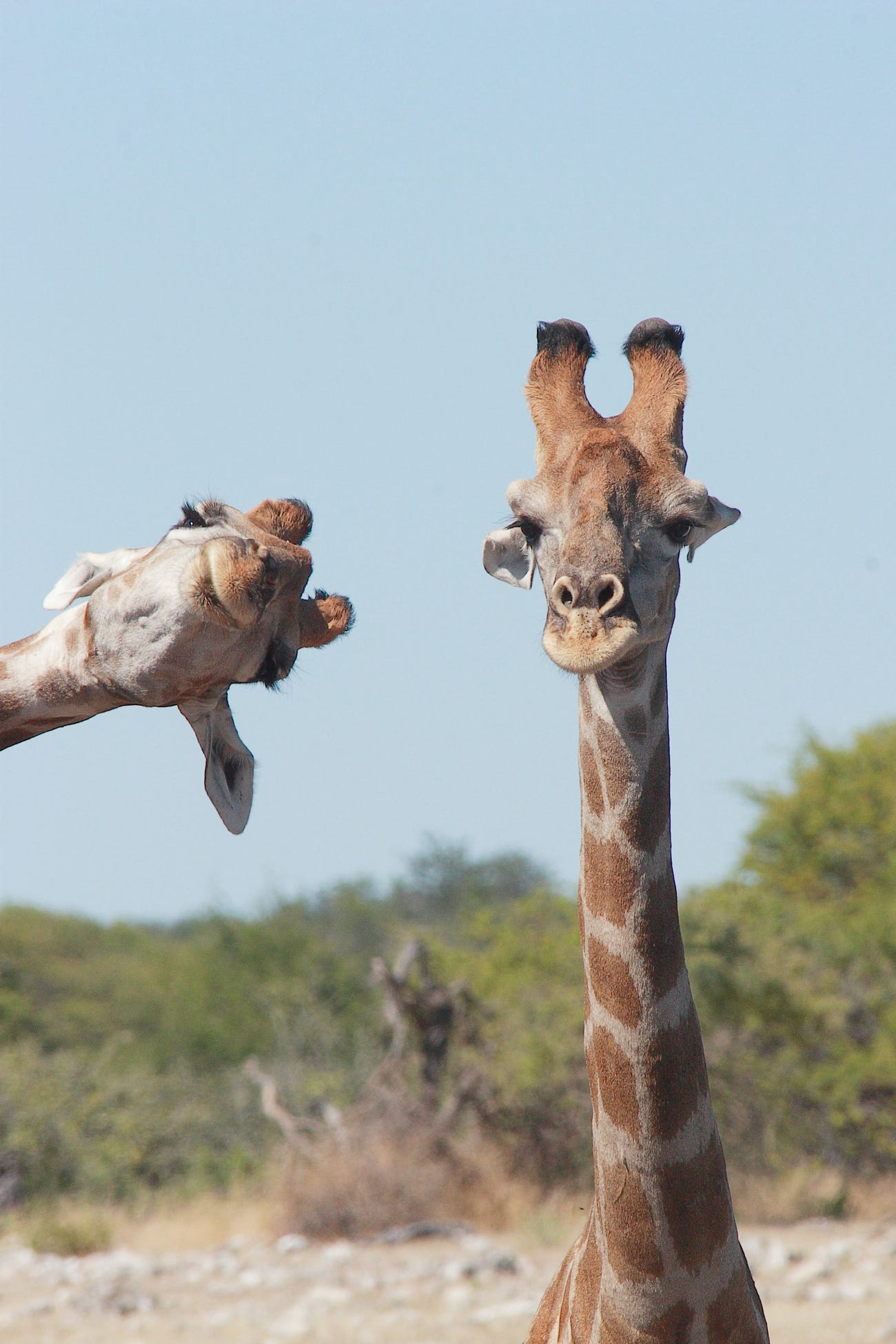 Photo: Brigitte Alcalay Marcon / Comedy Wildlife Photo Awards 2020