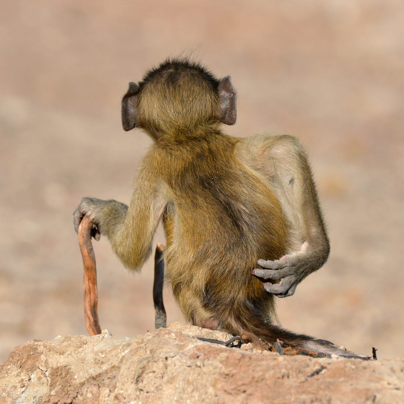 Photo: Martin Grace / Comedy Wildlife Photo Awards 2020