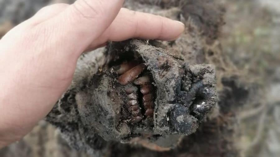 Image: North-Eastern Federal University (NEFU).