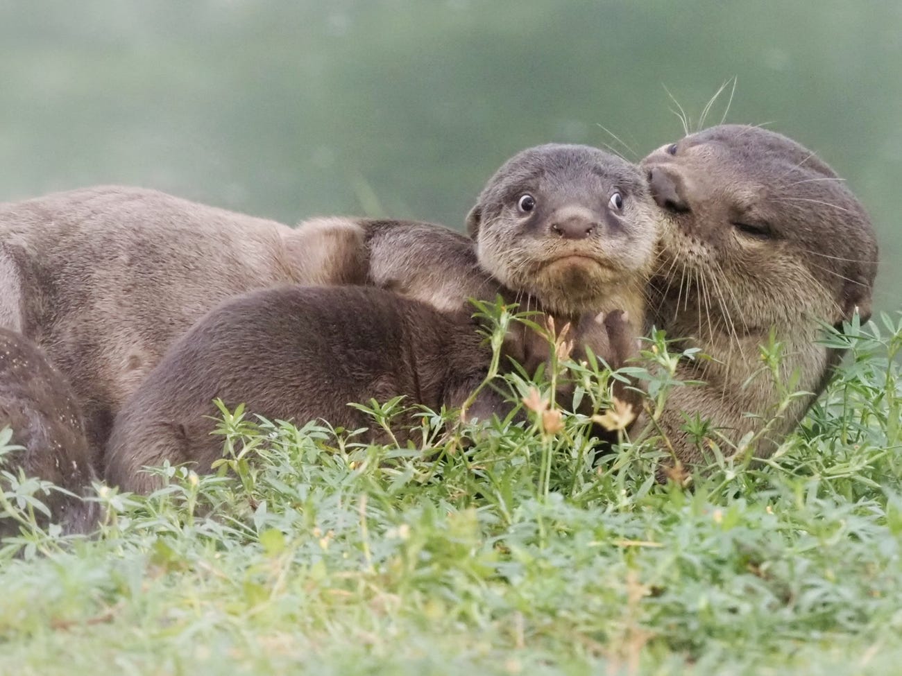 Photo: Max Teo / Comedy Wildlife Photo Awards 2020
