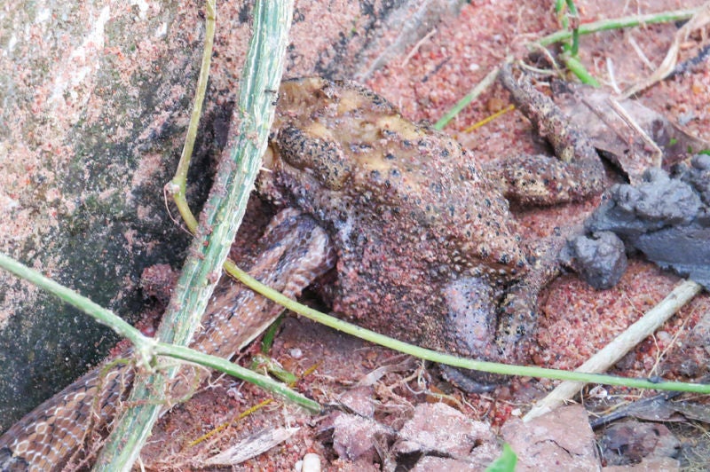 Una serpiente kukri realizando su mortífero trabajo.