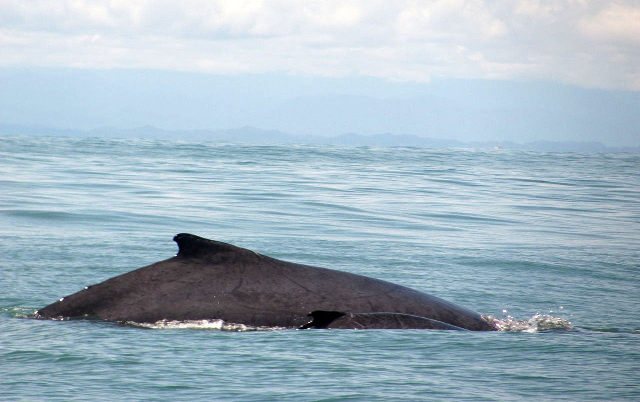 Photo: Jardín Botánico La Manigua / CC BY-SA 4.0