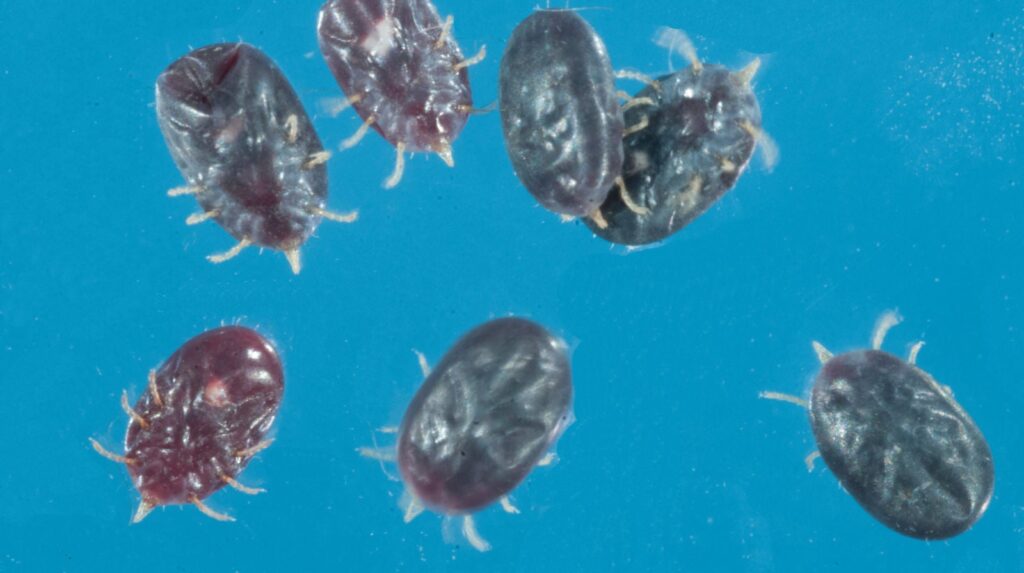 Image:  J. Occi/Rutgers Center for Vector Biology