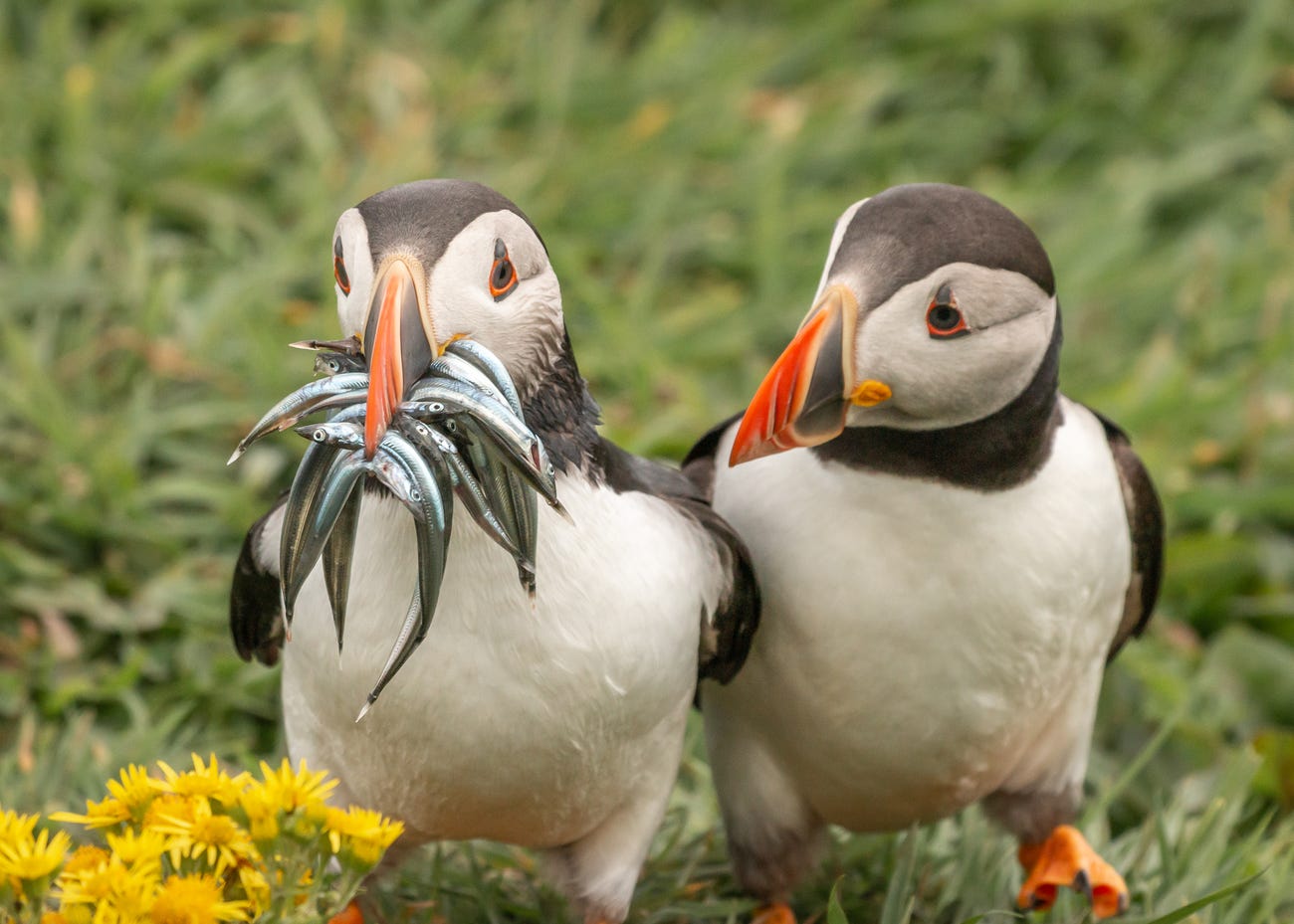 Photo: Krisztina Scheeff / Comedy Wildlife Photo Awards 2020