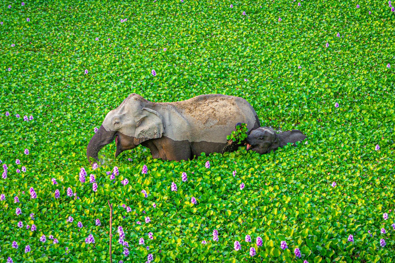 Photo: Kunal Gupta / Comedy Wildlife Photo Awards 2020