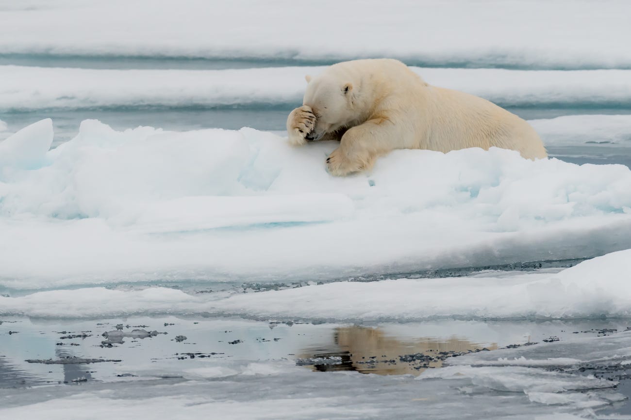 Photo: Jacques Poulard / Comedy Wildlife Photo Awards 2020