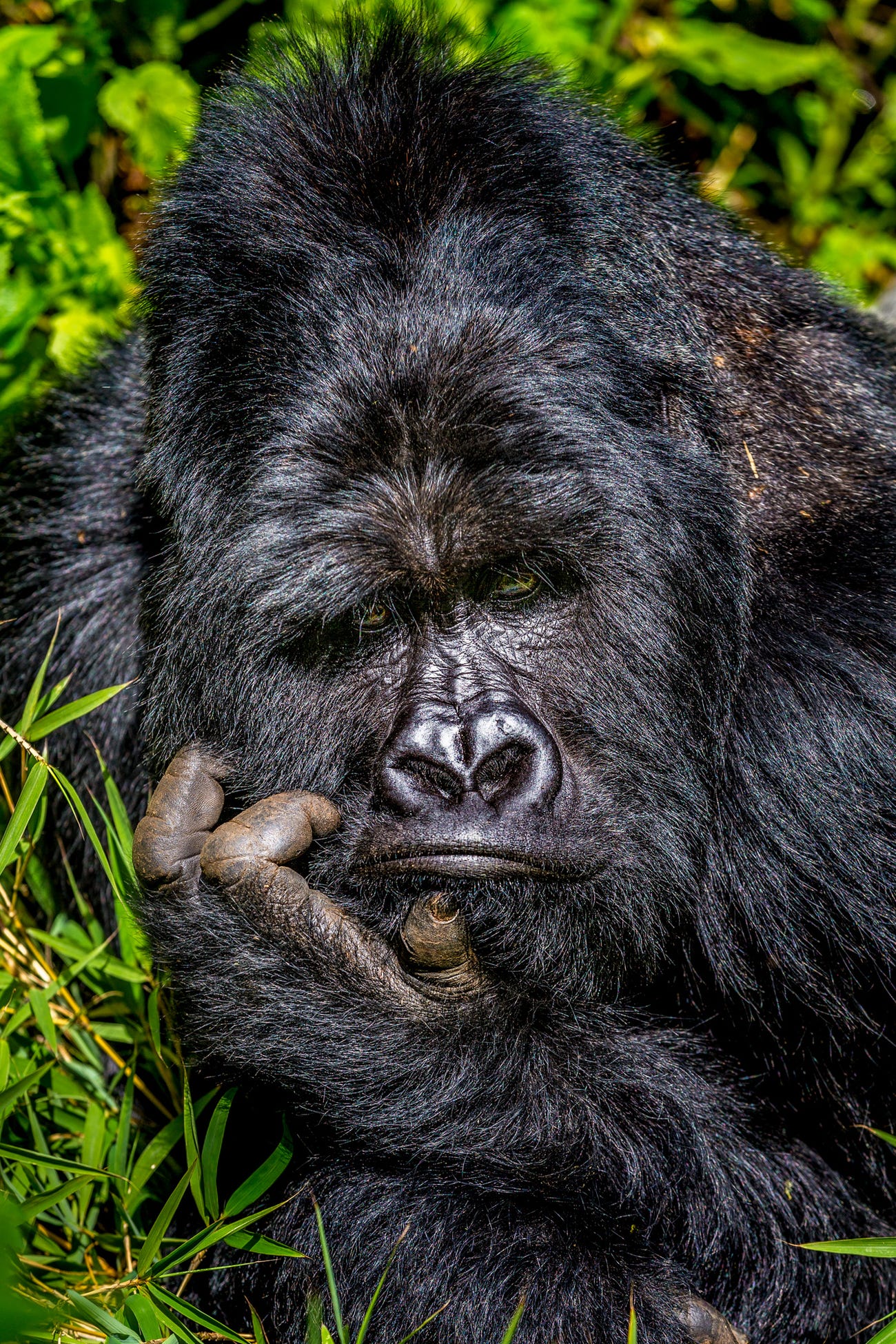 Photo: Marcus Westberg / Comedy Wildlife Photo Awards 2020