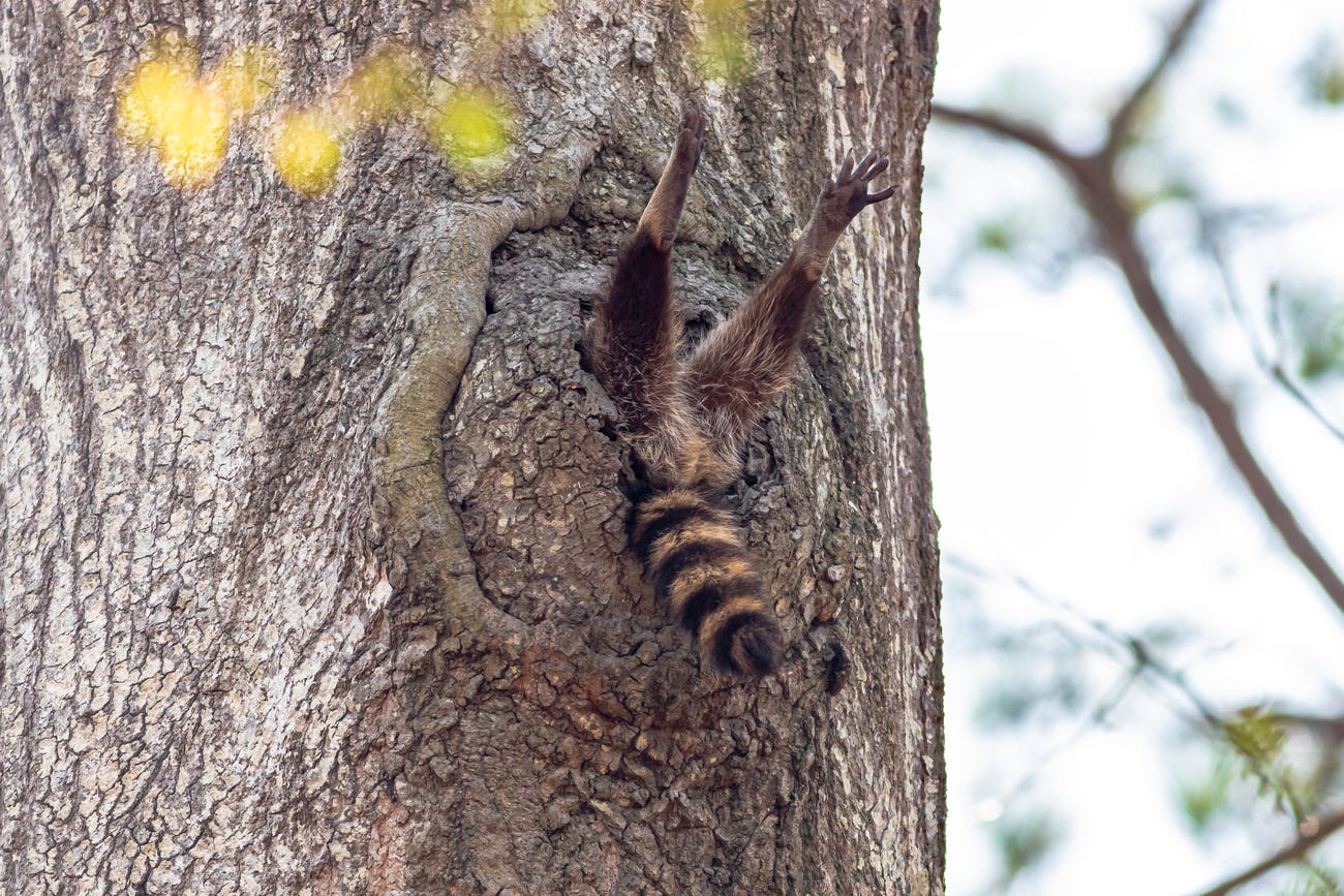 Photo: Charlie Davidson / Comedy Wildlife Photo Awards 2020