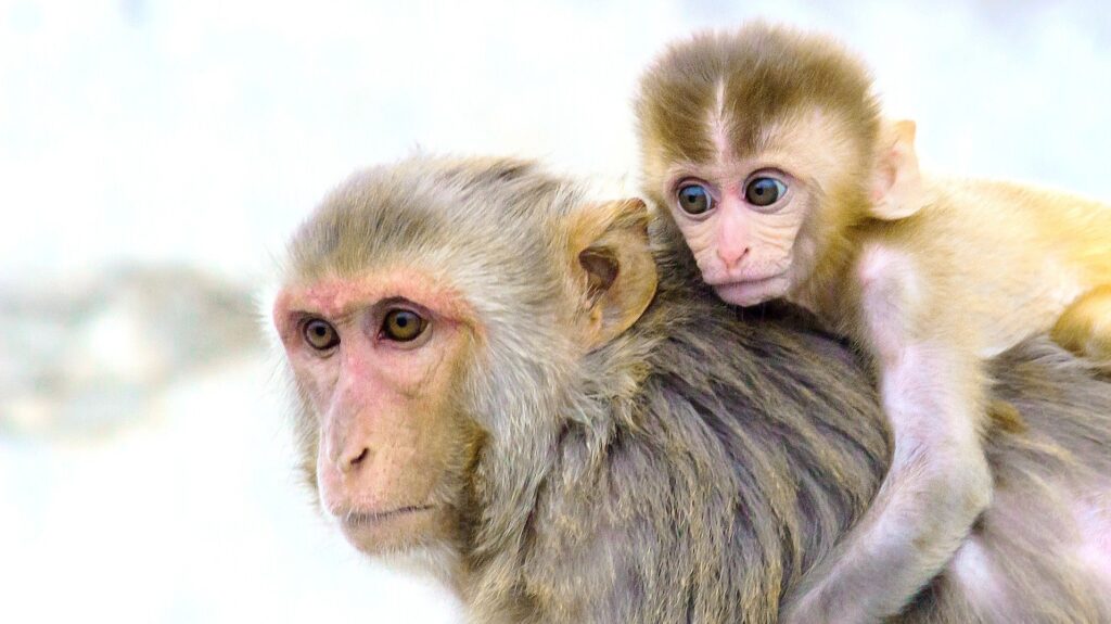 Photo: RobbieRoss/Pixabay