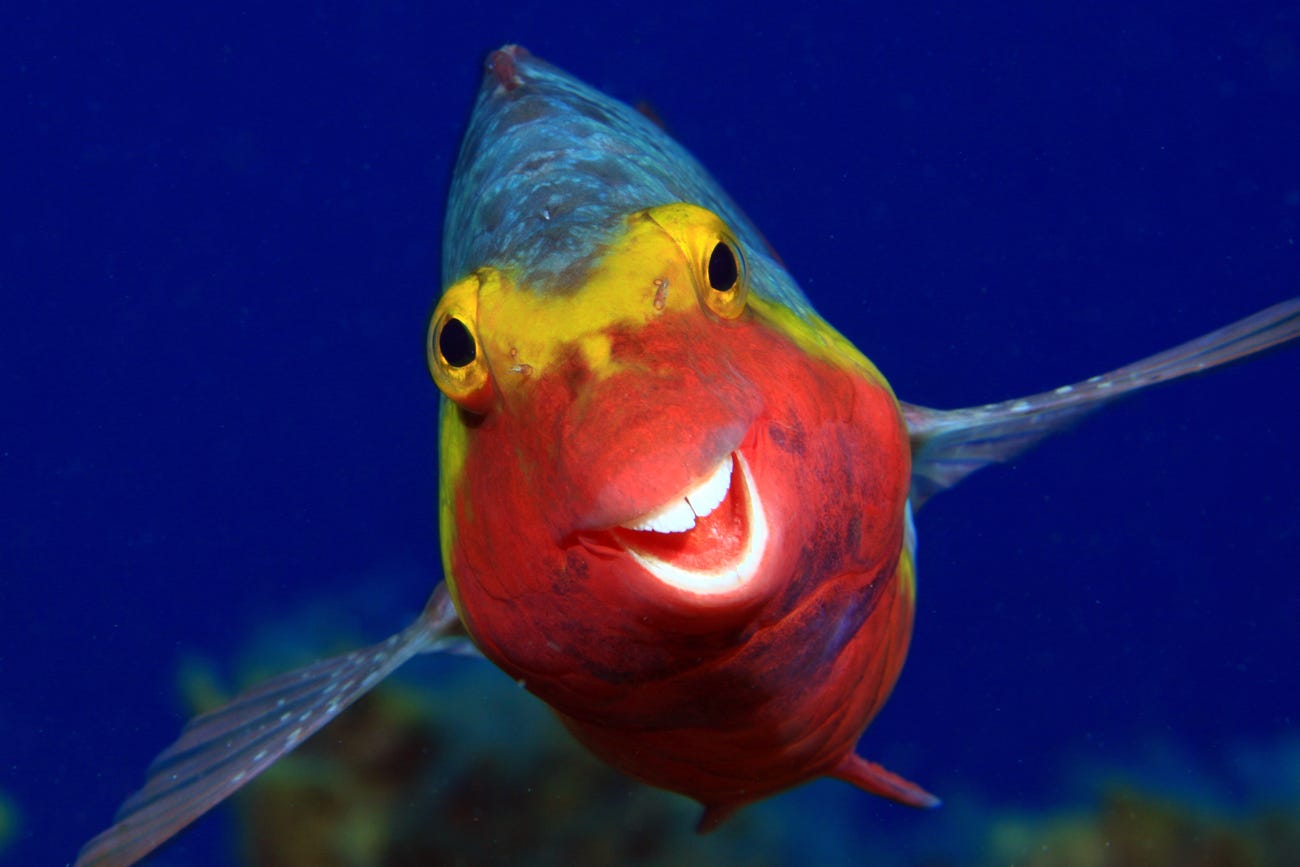 Photo: Arthur Telle Thiemann / Comedy Wildlife Photo Awards 2020