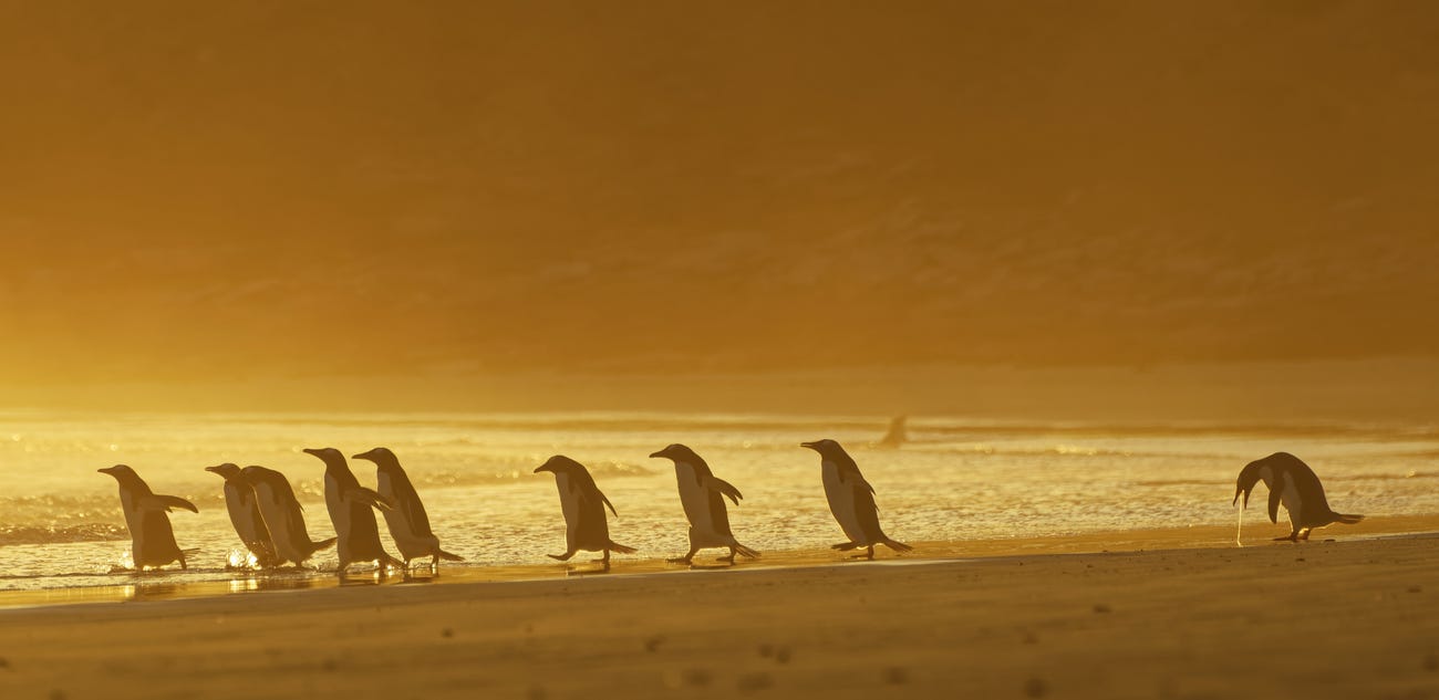 Photo: Christina Holfelder / Comedy Wildlife Photo Awards 2020